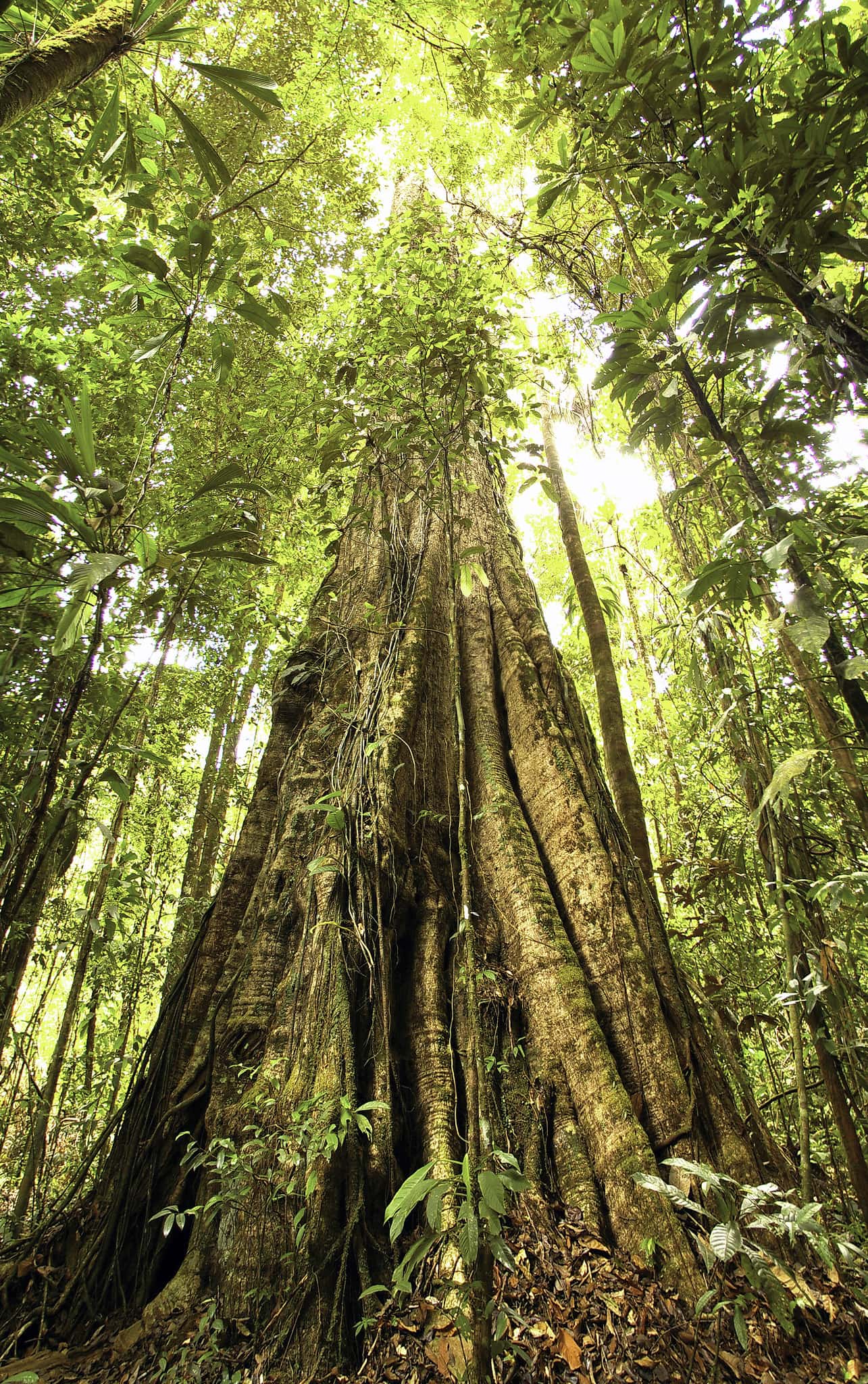 Mor el model estàndard de la física Mor el model estàndard de la física